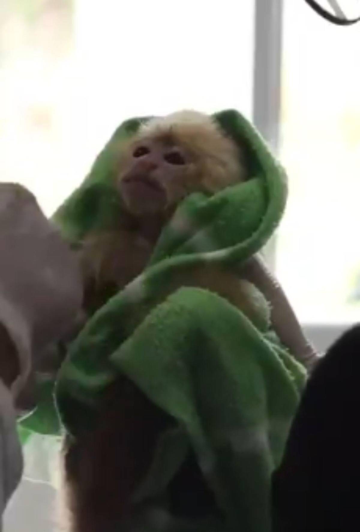 Capturan a pareja que llevaba 6 monos ocultos en sus partes íntimas al abordar avión