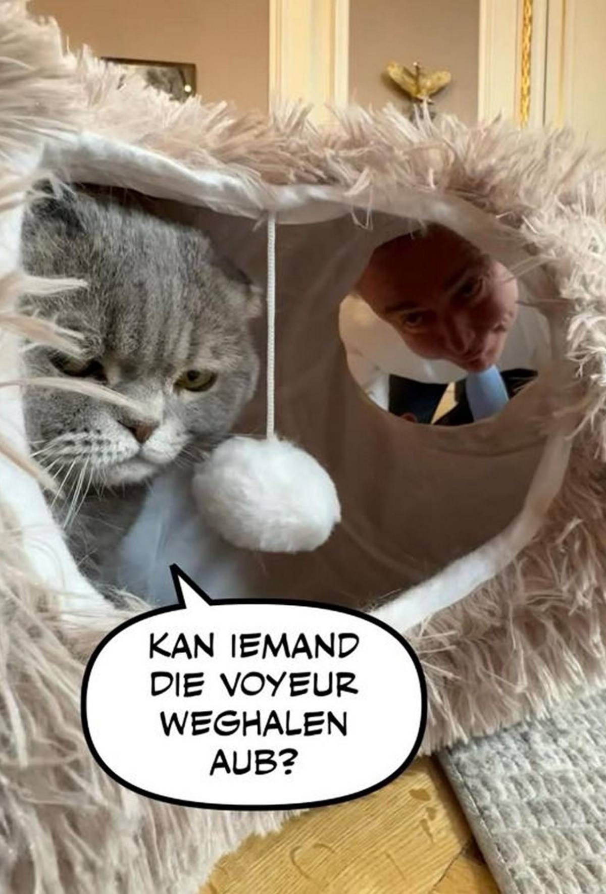 Maximus, el gato viral del primer ministro belga que acierta resultados del Mundial 2026