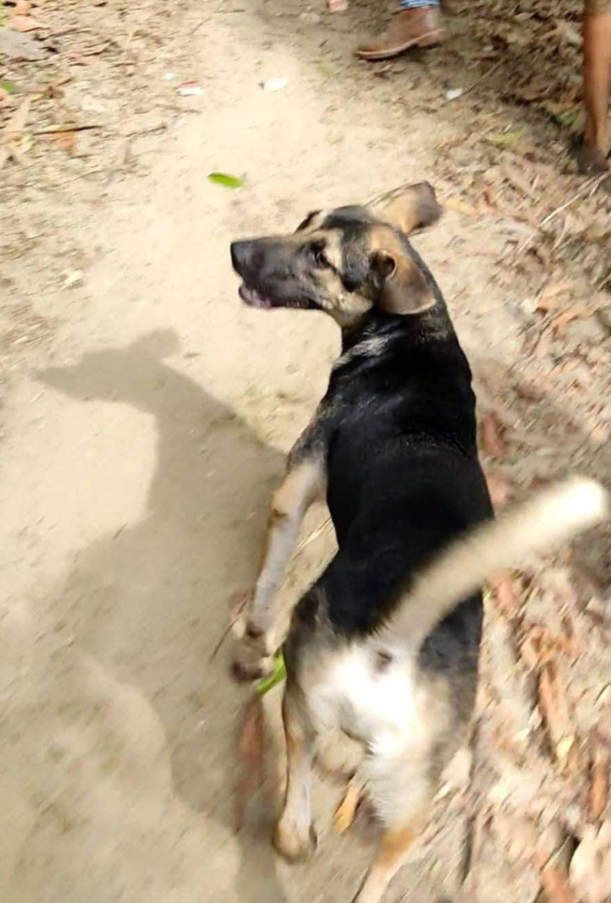 Así fue el rescate de la niña Reina Erazo en Sonaguera: perro guió hasta la pequeña, según pobladores