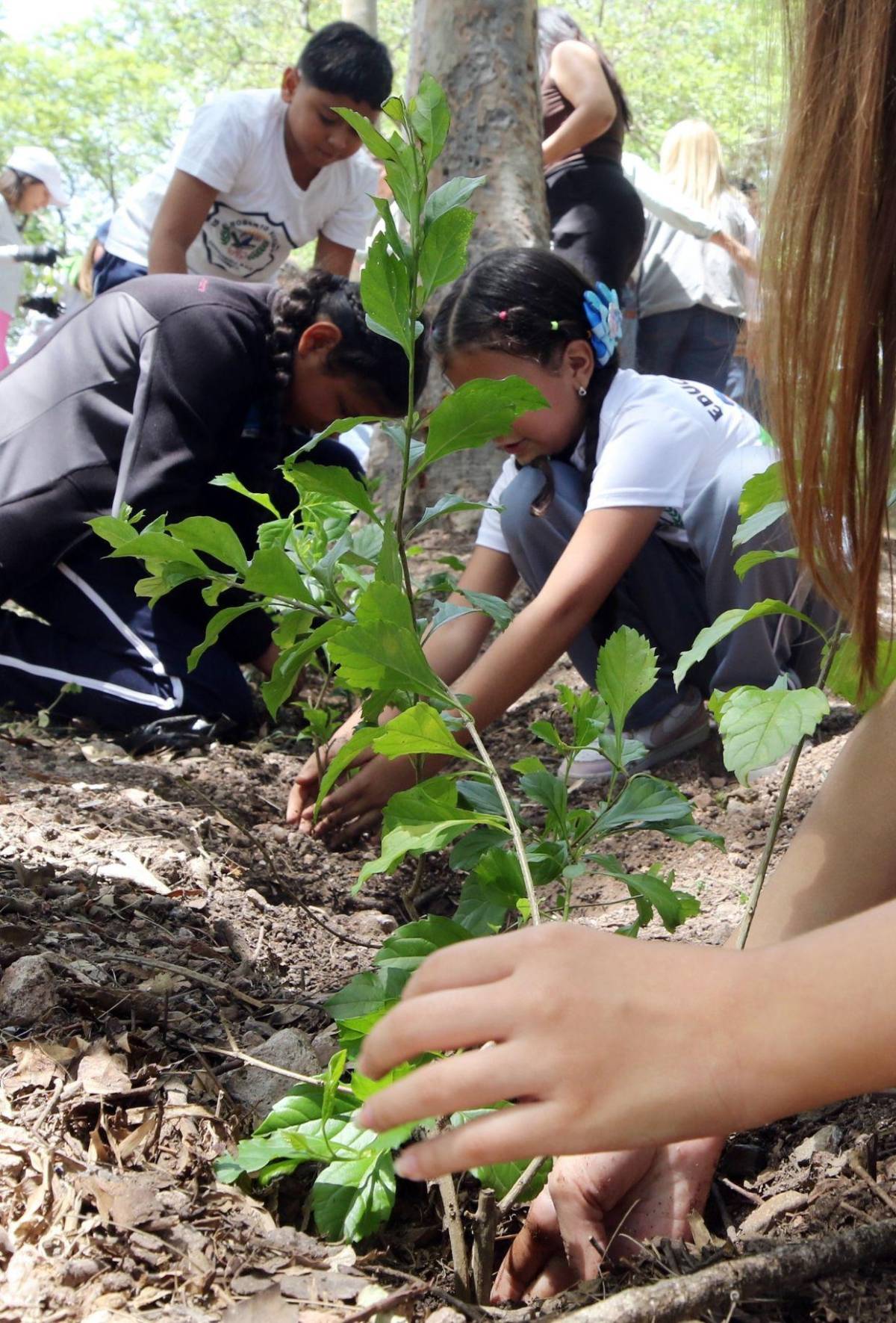 Amor por la naturaleza: Líderes ecológicos reforestaron el parque Juana Laínez