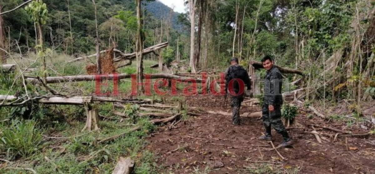 Acciones emprendidas para frenar construcción de carretera en pleno corazón de Biósfera del Río Plátano (FOTOS)