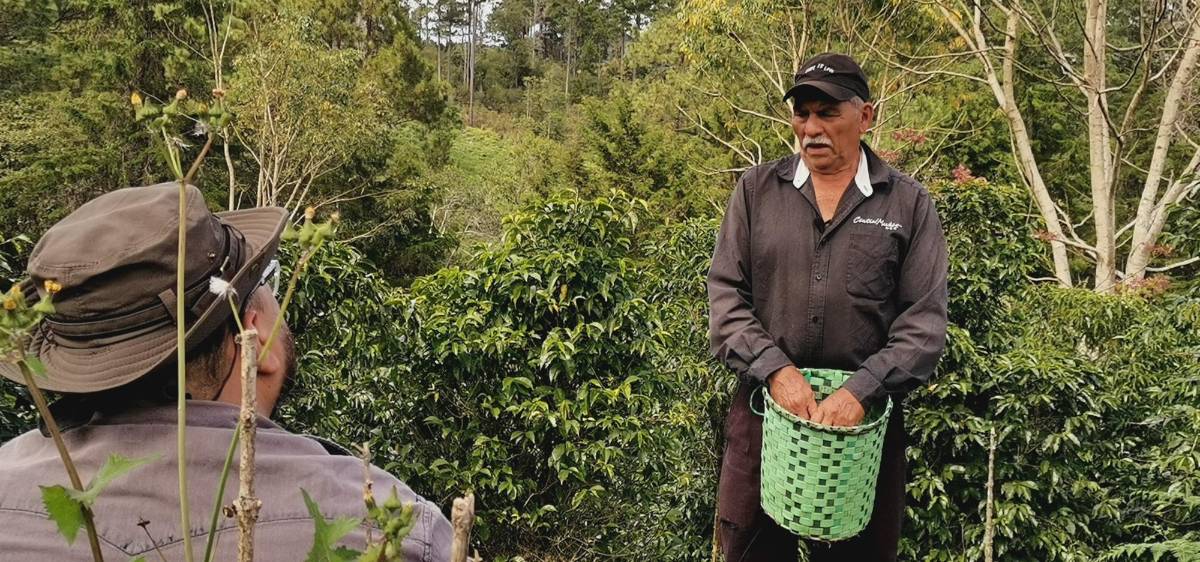 Cineasta hondureño Juan Elvir estrena el documental “Café de Palo”