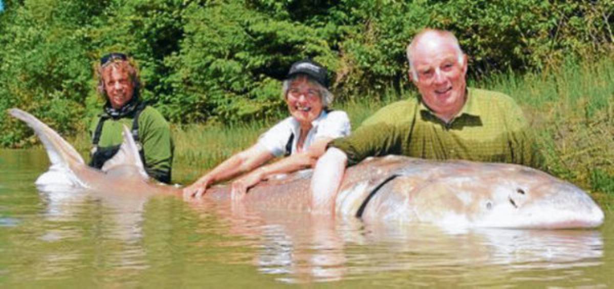 Capturan gigante esturión en río Fraser