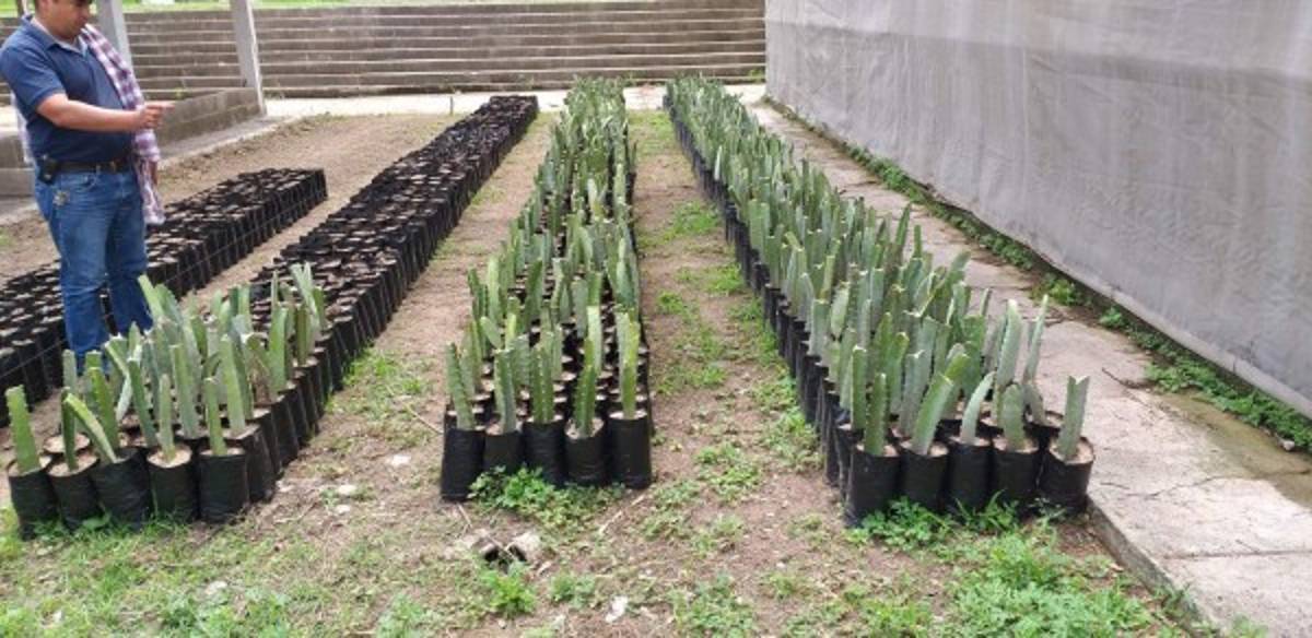 En Comayagua hay más de 35 agroexportadoras de frutas, vegetales, madera y semilla hacia los Estados Unidos, Europa y Asia.