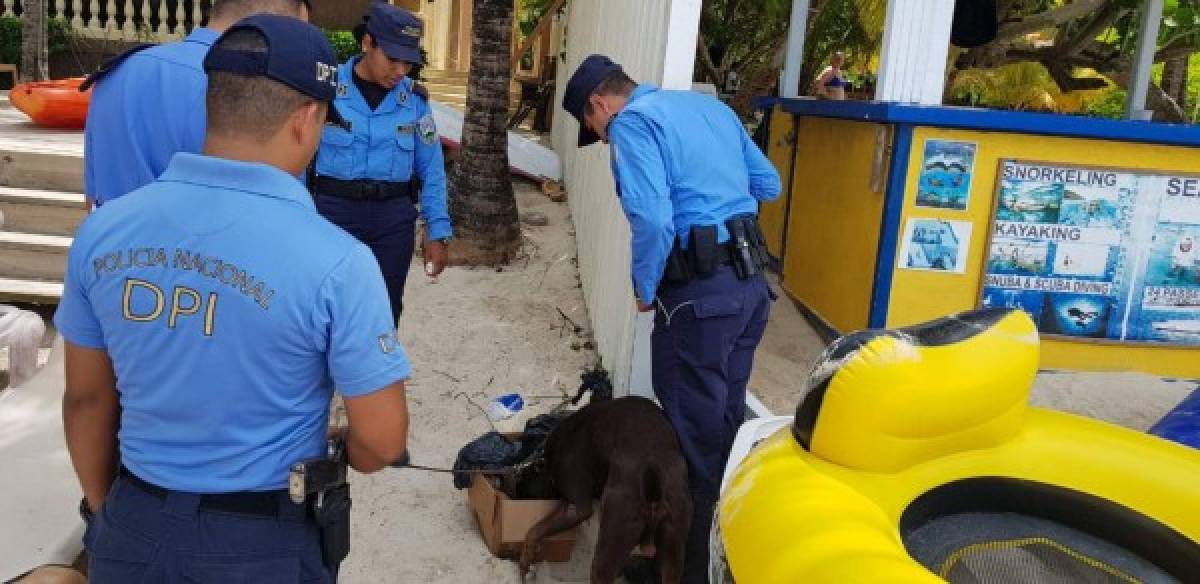 Vendedores estafaban a turistas con cigarrillos de estiércol de vaca en Roatán