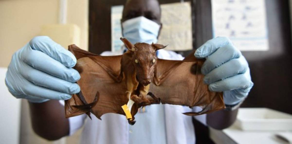 ¿Qué dicen expertos sobre la teoría de que los murciélagos causaron la pandemia?   