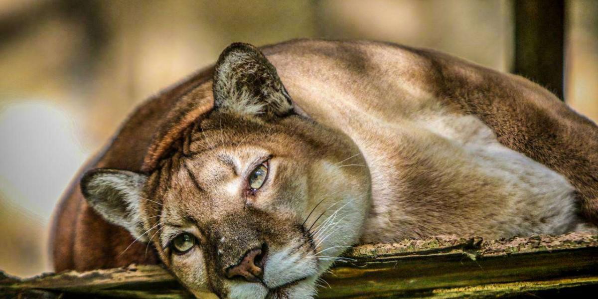 Melena, garras y manchas: los felinos que cautivan en El Picacho
