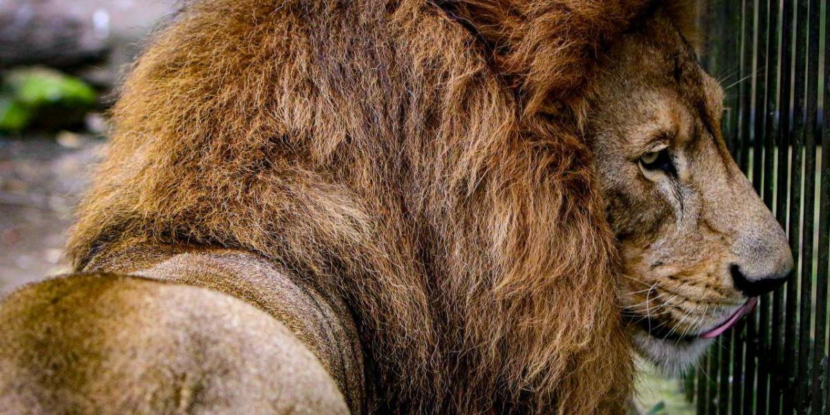 Melena, garras y manchas: los felinos que cautivan en El Picacho