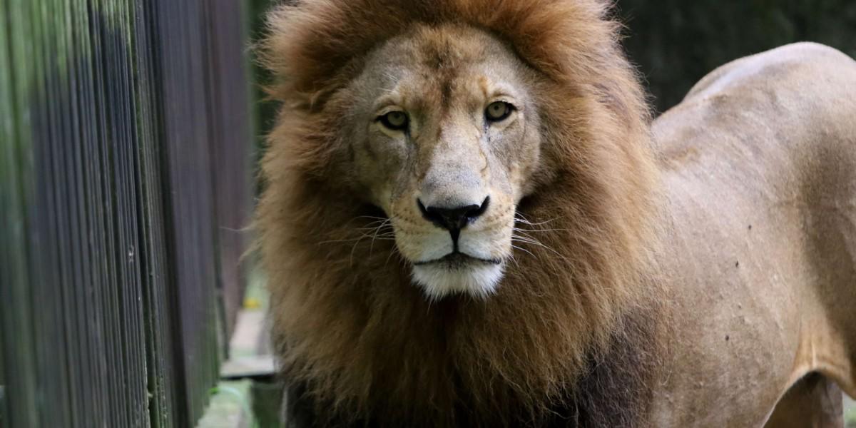 ¿Por qué el zoológico del Picacho no libera a los animales?