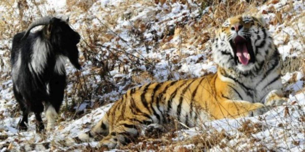 En un zoo de Rusia, el tigre se hace amigo de la cabra