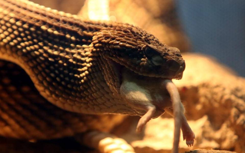 En Honduras tenemos la especie de cascabel Crotalus simus y puede verla en el recinto.