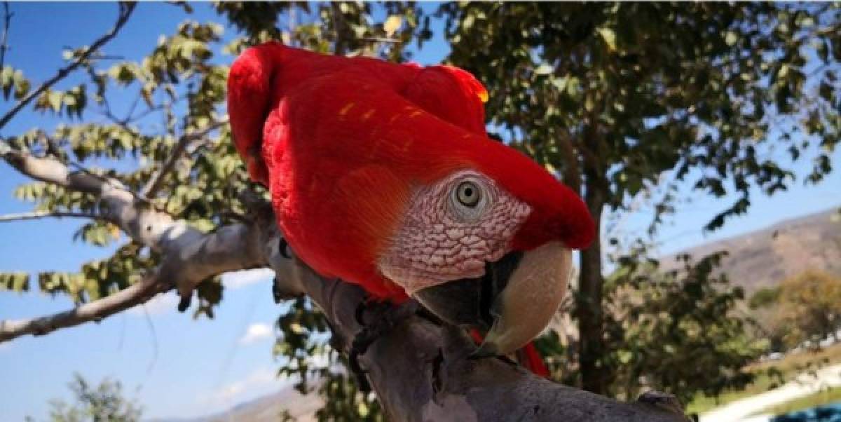 La guara roja es una especie monógama, es decir, que solo tienen la misma pareja toda su vida.