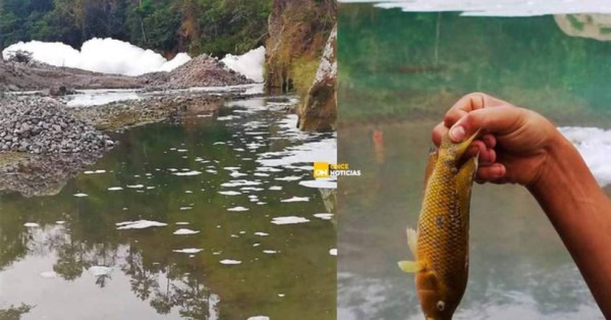 Los peligros del ácido sulfónico, el líquido que mató a cientos de peces en el río Chamelecón