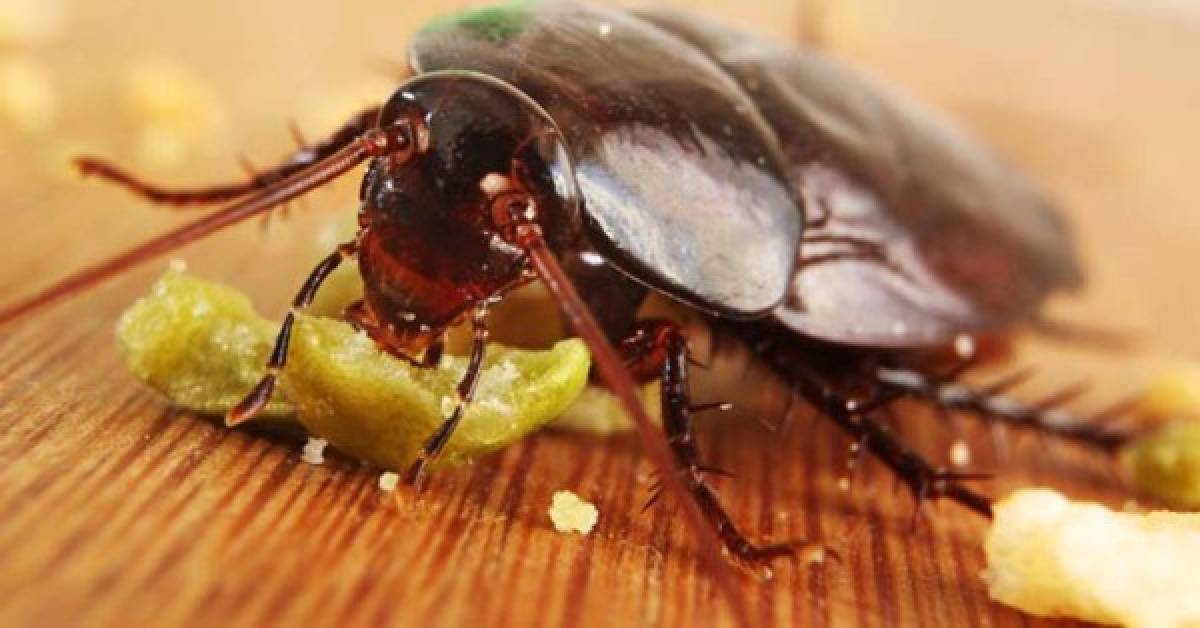 Plaguicidas caseros para eliminar las cucarachas