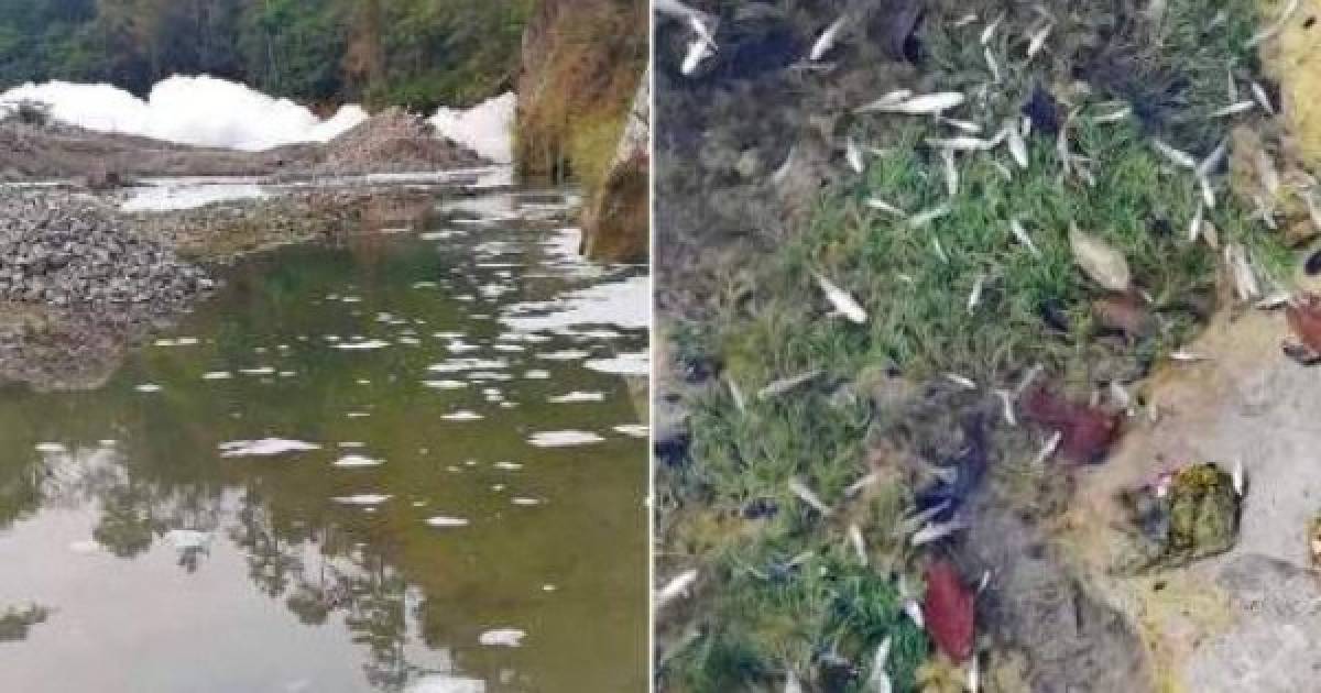 FOTOS: El impacto causado por el derrame de un ácido en el río Chamelecón