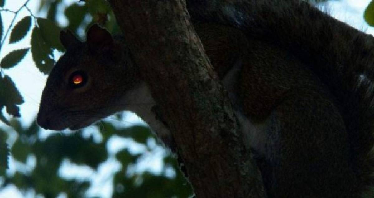 Una 'ardilla de ataque' drogada con metanfetamina es hallada por la policía de EEUU