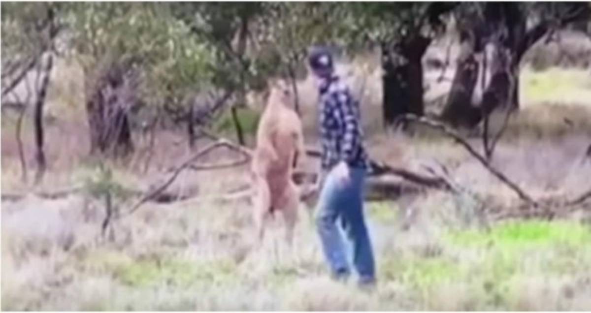 Video: Hombre se va a golpes con un canguro por defender a su perro
