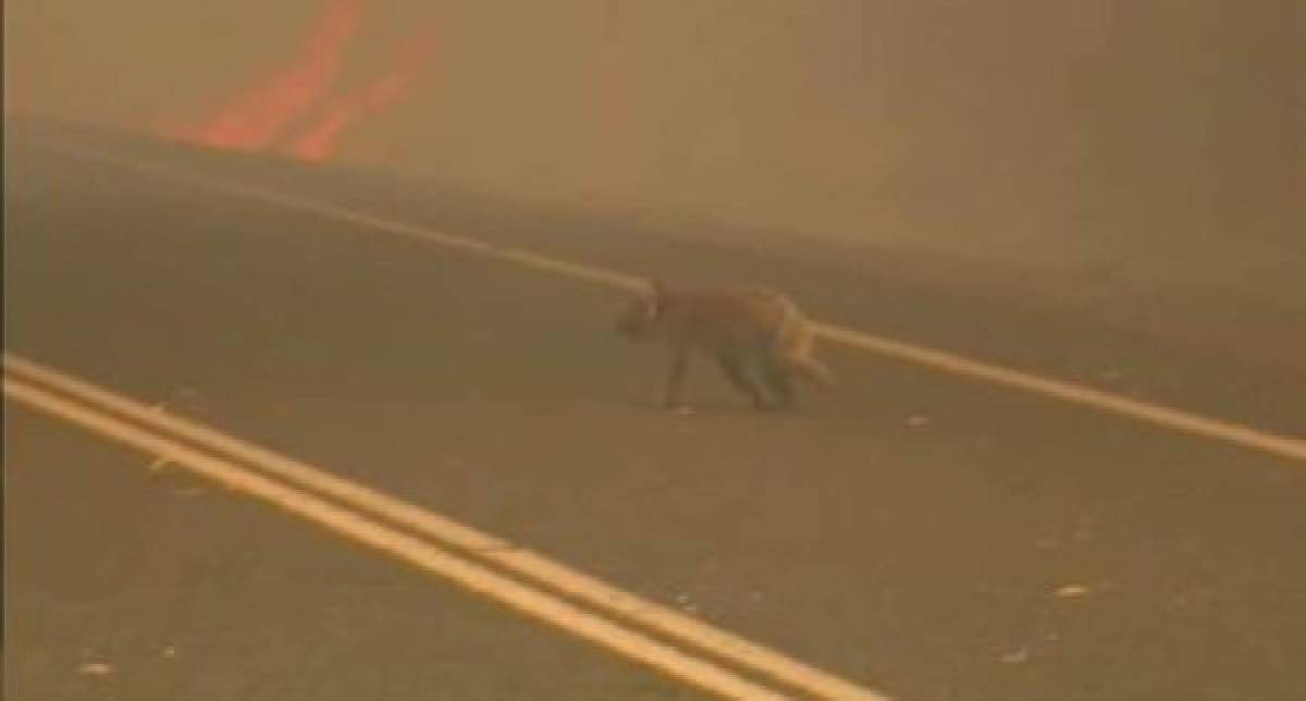 Las fotos del dramático rescate de un koala en un incendio en Australia