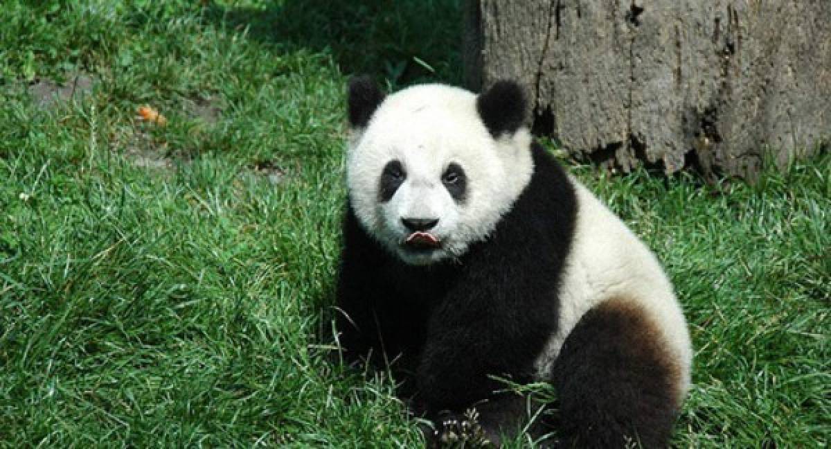 Una osa panda finge embarazo para obtener más comida