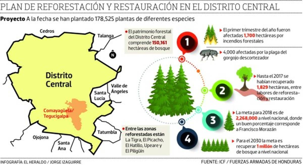 Siembran 264,575 plantas para recuperar el bosque en la capital