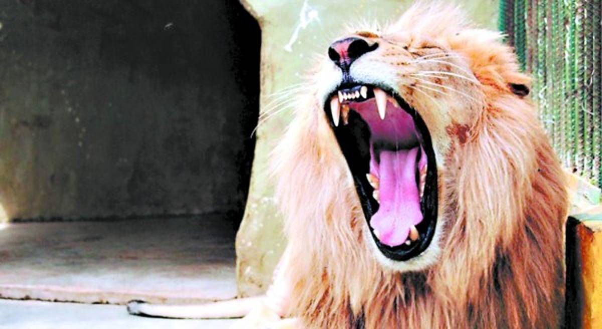 Por comelones cambiarán tres leones por una jirafa en zoológico Joya Grande