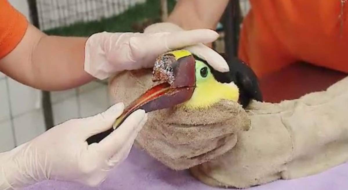 Atacaron un tucán y le arrancaron el pico en Costa Rica