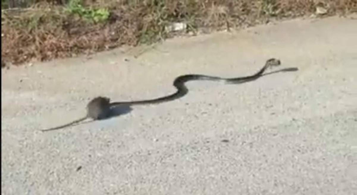 Video: Rata enfrenta a una víbora para evitar que se coma a su cría