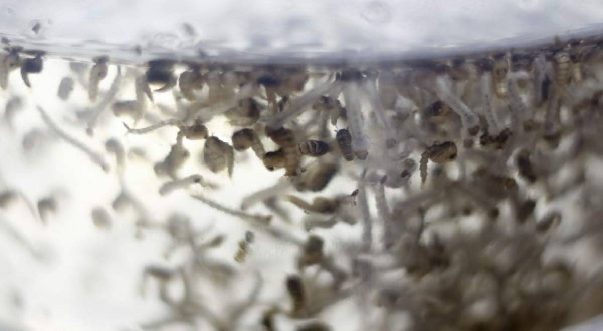 Brasil alista legiones de mosquitos transgénicos contra el dengue y el zika