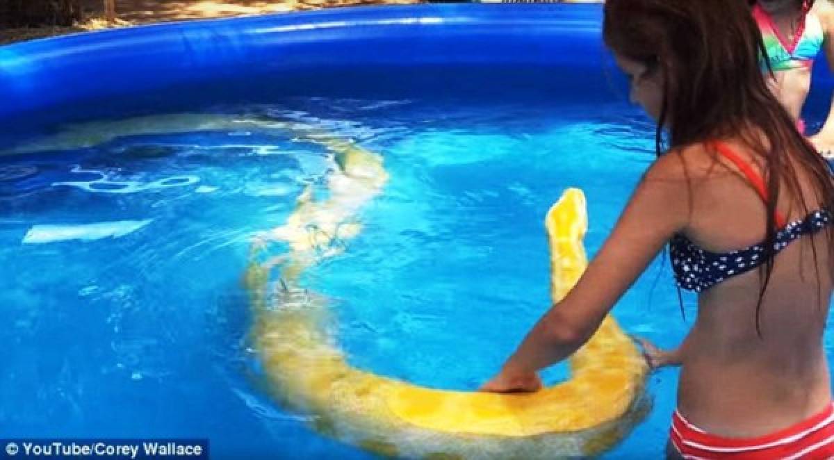 Controversia por video donde una niña nada a la par de un Pitón