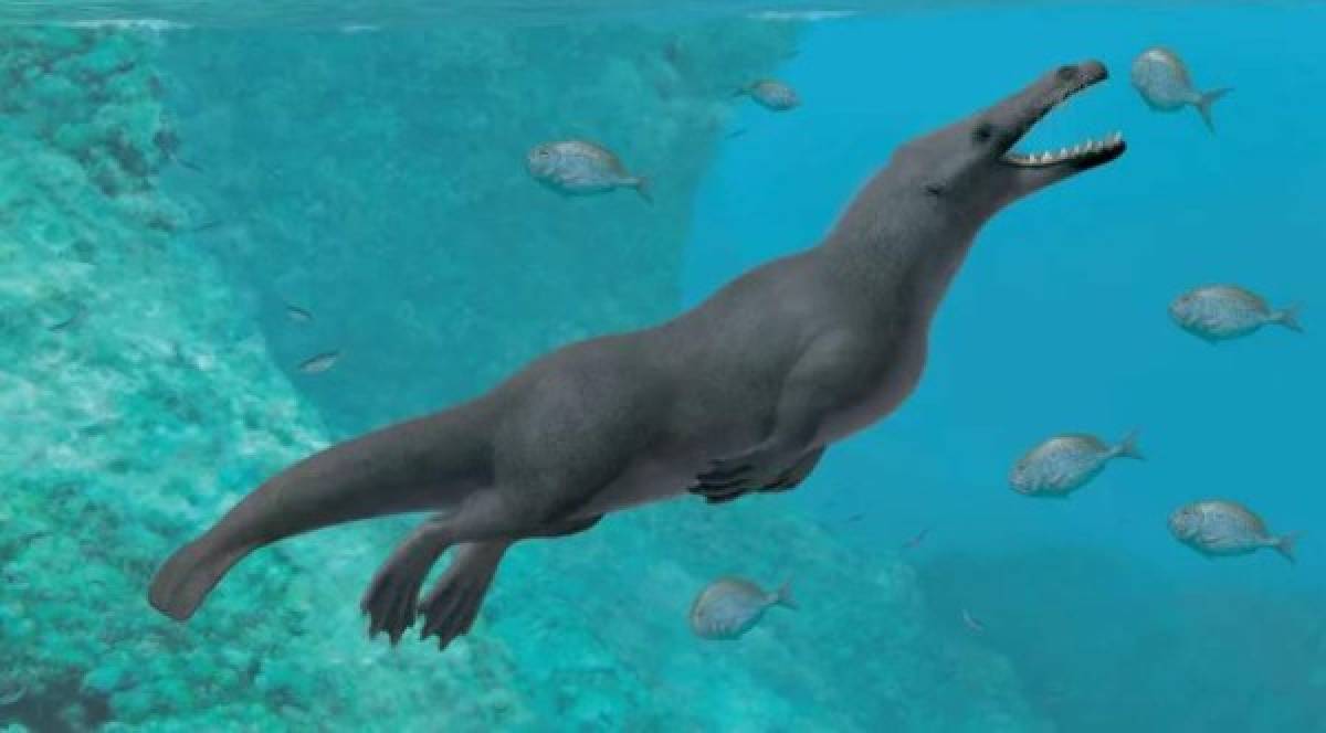 Descubrimiento de fósil de ballena de cuatro patas sorprende en Perú