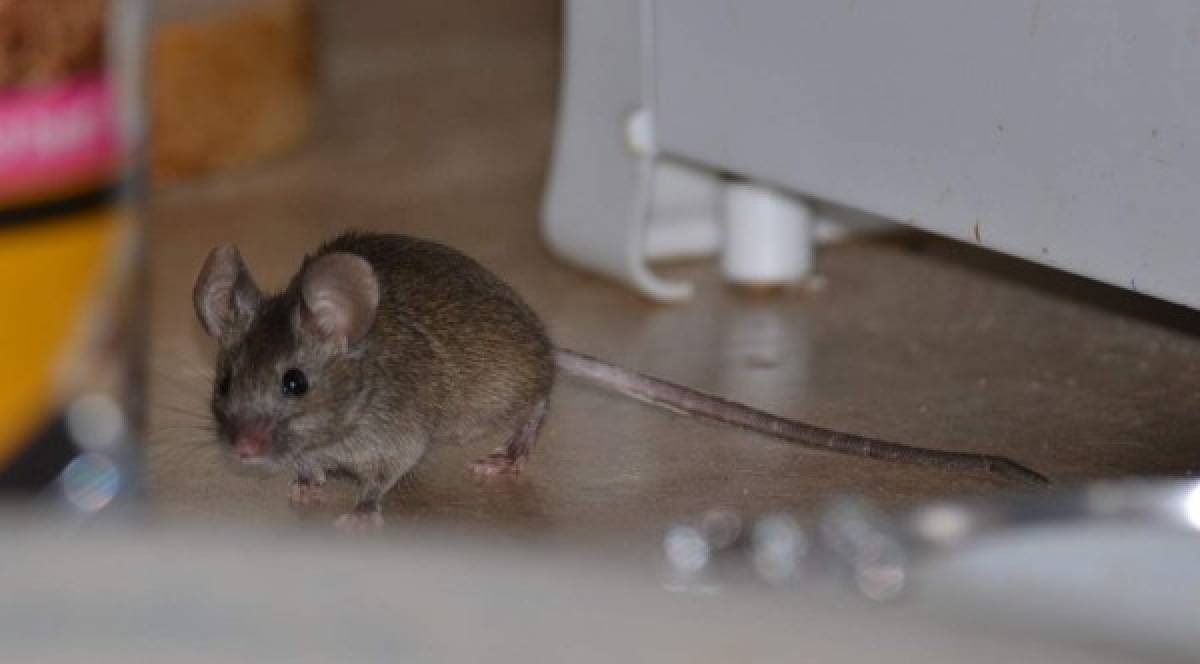 2 remedios caseros efectivos para eliminar los ratones de casa
