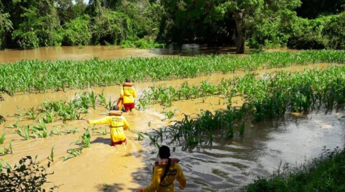 Mil manzanas de cultivos perdidas por las lluvias