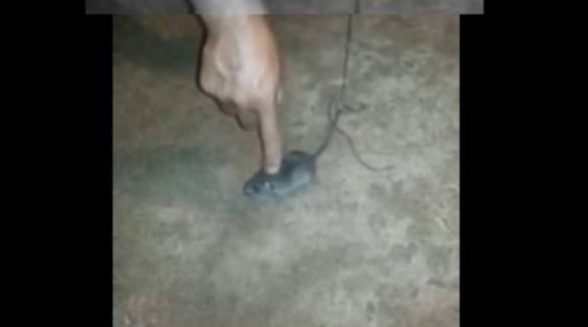 Descubren un 'narco ratón' en una cárcel de Brasil