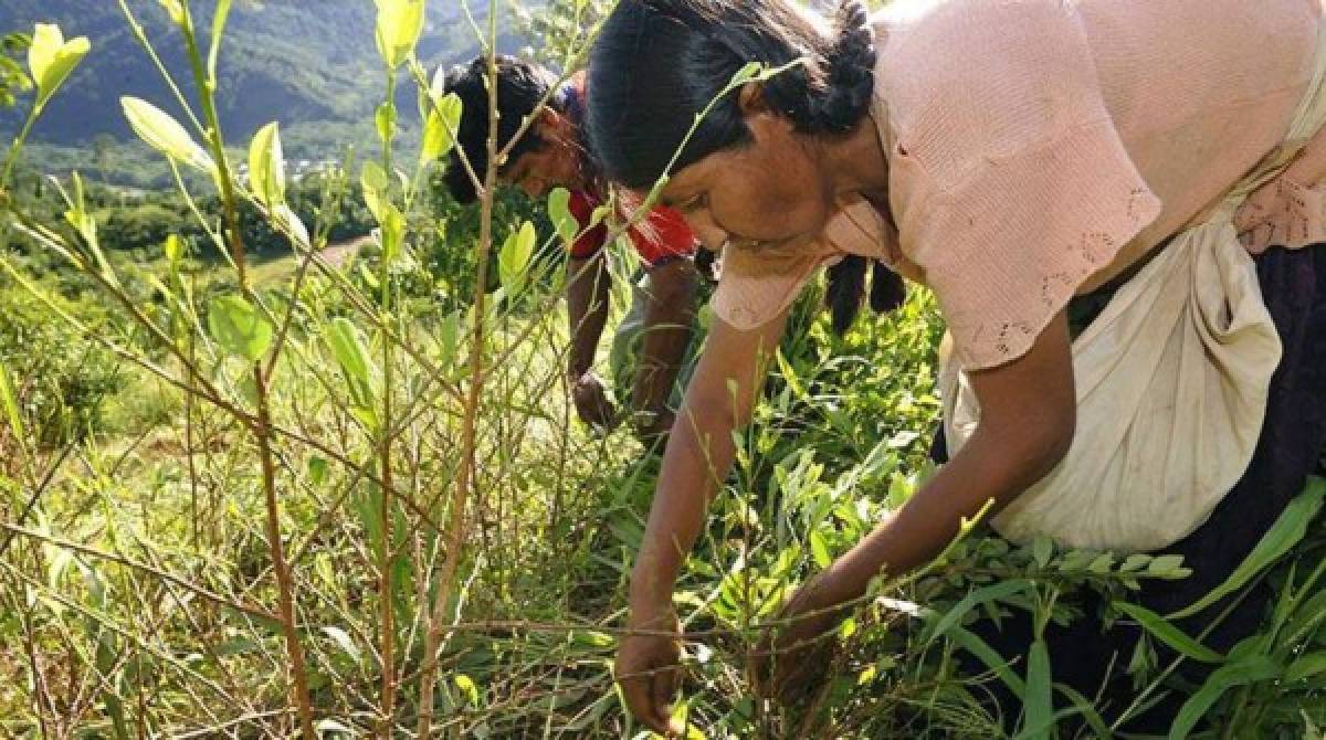 Una plantación de hoja de coca en la zona legal de los Yungas de La Paz. Foto AFP