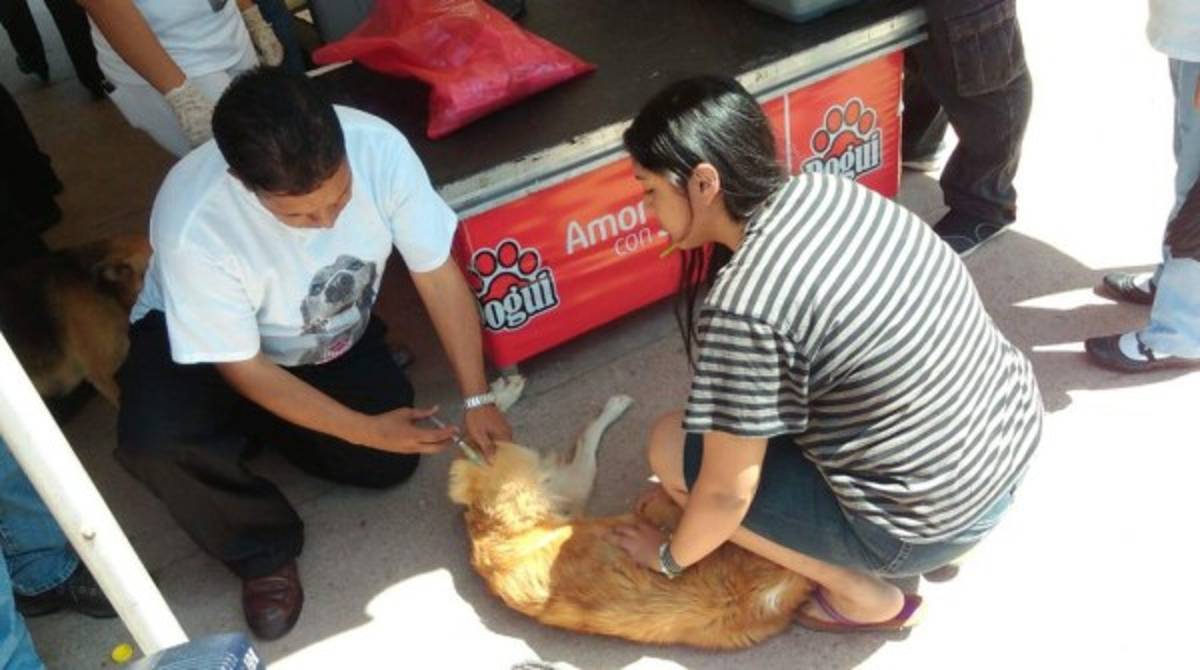 Inicia campaña de vacunación de mascotas en la capital