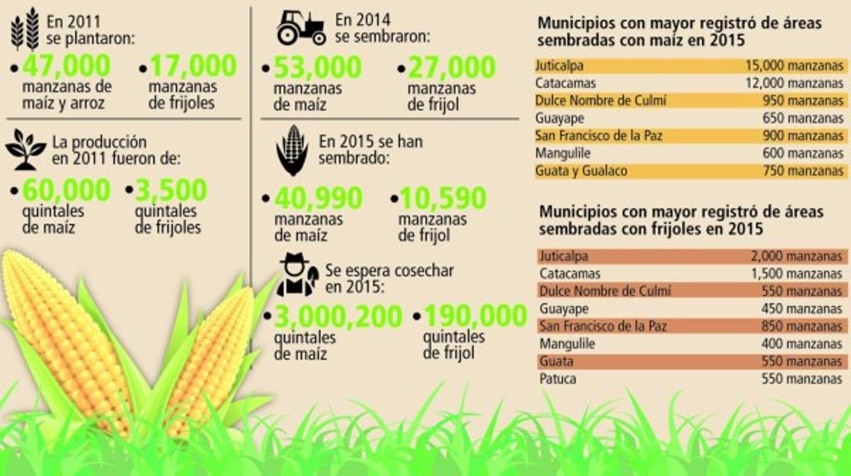 Juticalpa y Catacamas producen el 59% de los granos básicos de Olancho