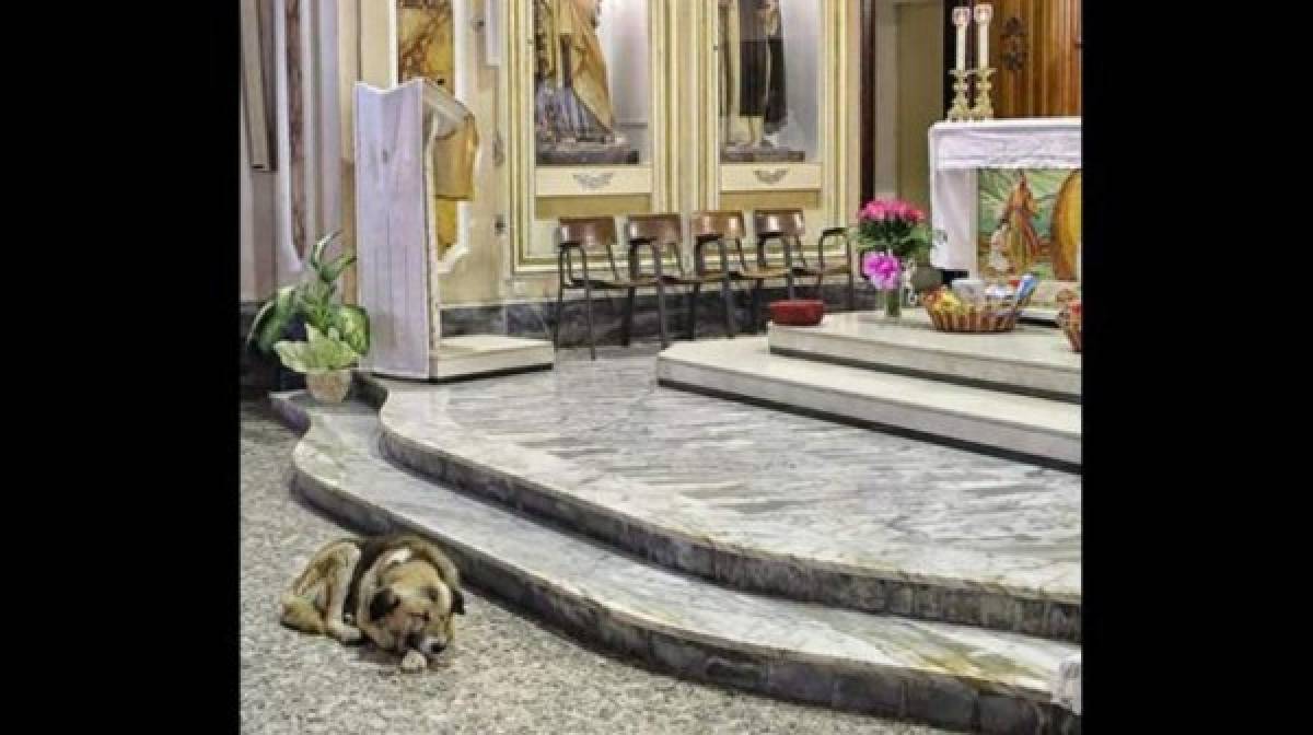 Ciccio, el perro que esperaba en la iglesia a su dueña fallecida