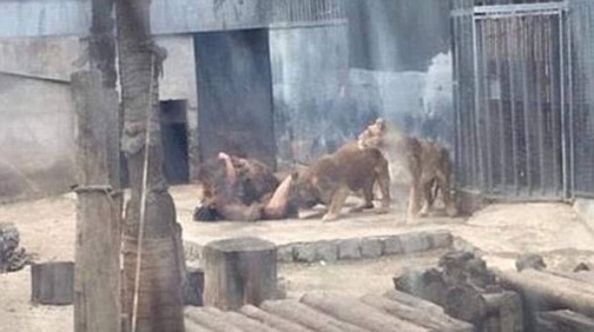 Continúa grave el hombre que se intentó suicidar entrando a una jaula de leones