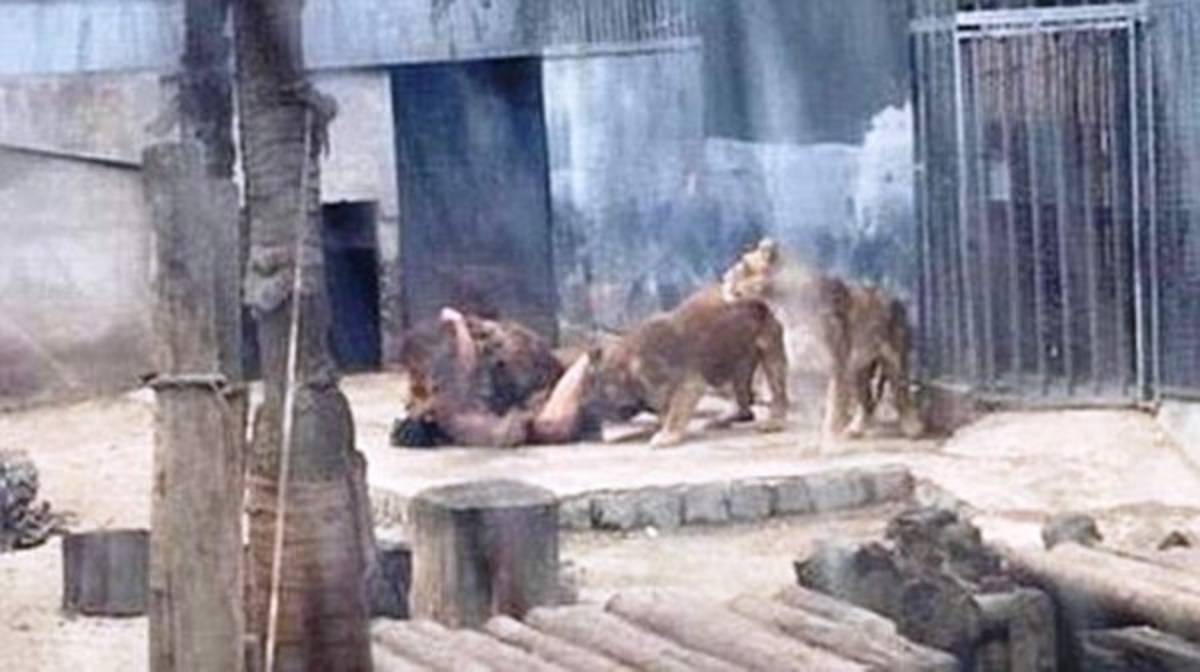 Hombre que se tiró a jaula de leones creía que era Jesucristo