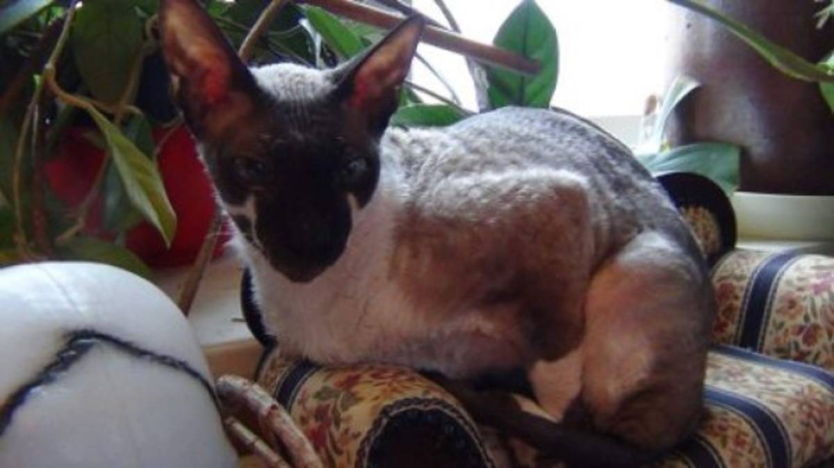 'Ratzilla', la rata gigante que aterrorizó a una familia en Suecia