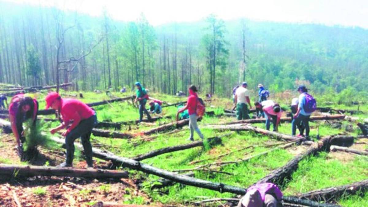 Honduras: Olanchanos se unen para reforestar 106 microcuencas