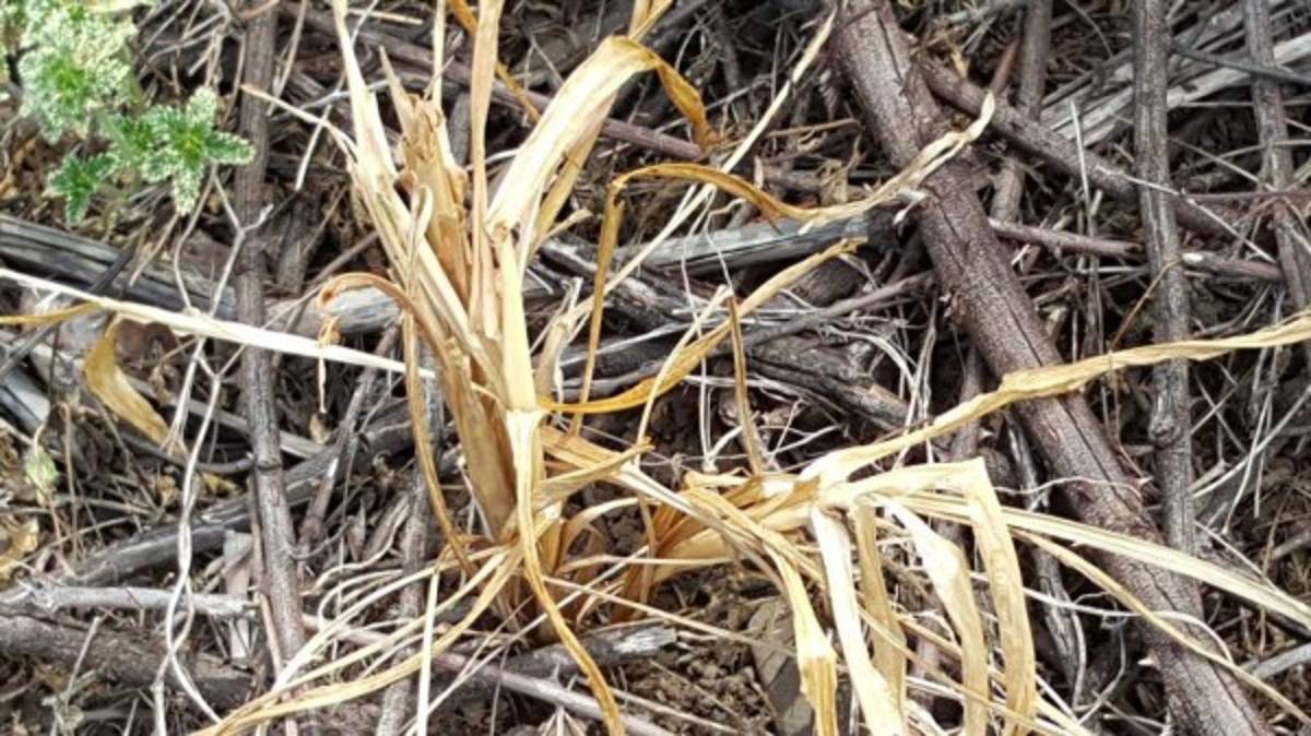 Pobladores claman por lluvia ante la sequía que les azota
