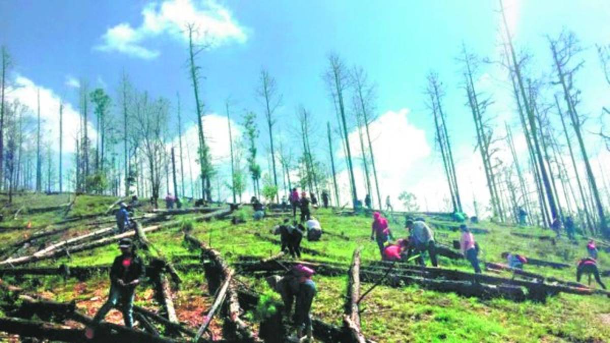 Honduras: Olanchanos se unen para reforestar 106 microcuencas