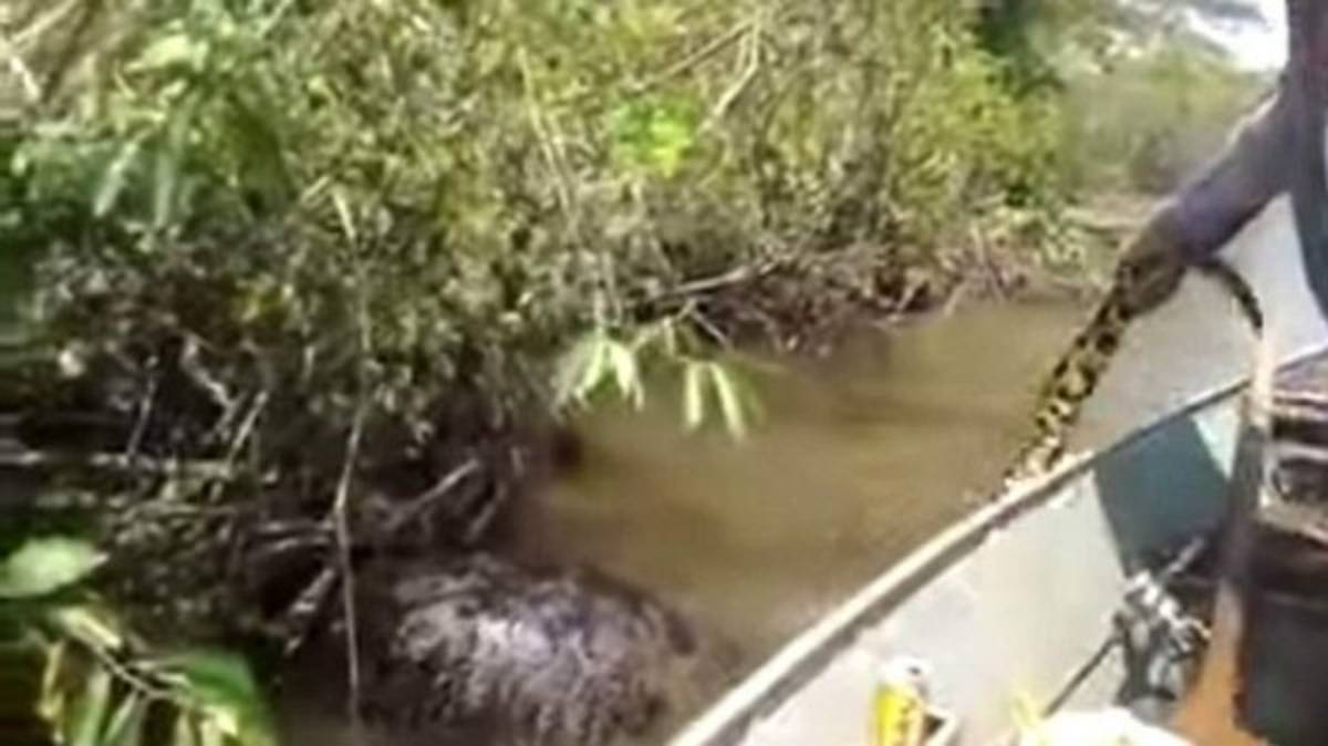 Atrapan anaconda gigante en Brasil