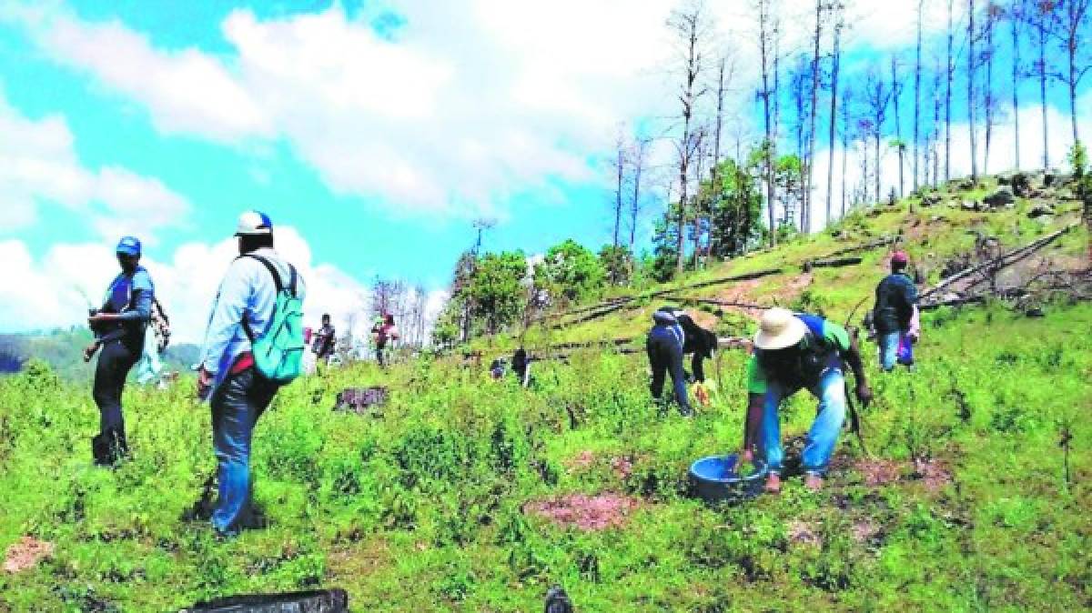 Honduras: Olanchanos reforestan 205 hectáreas de bosque plagado