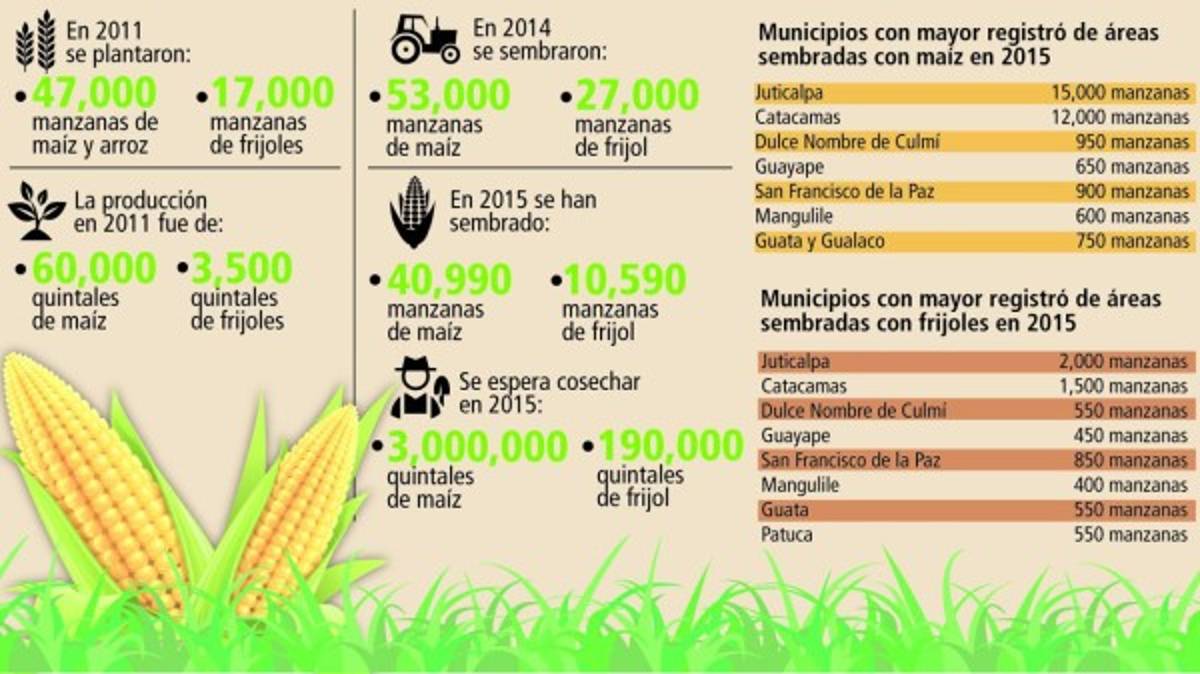 Juticalpa y Catacamas producen el 59% de los granos básicos de Olancho