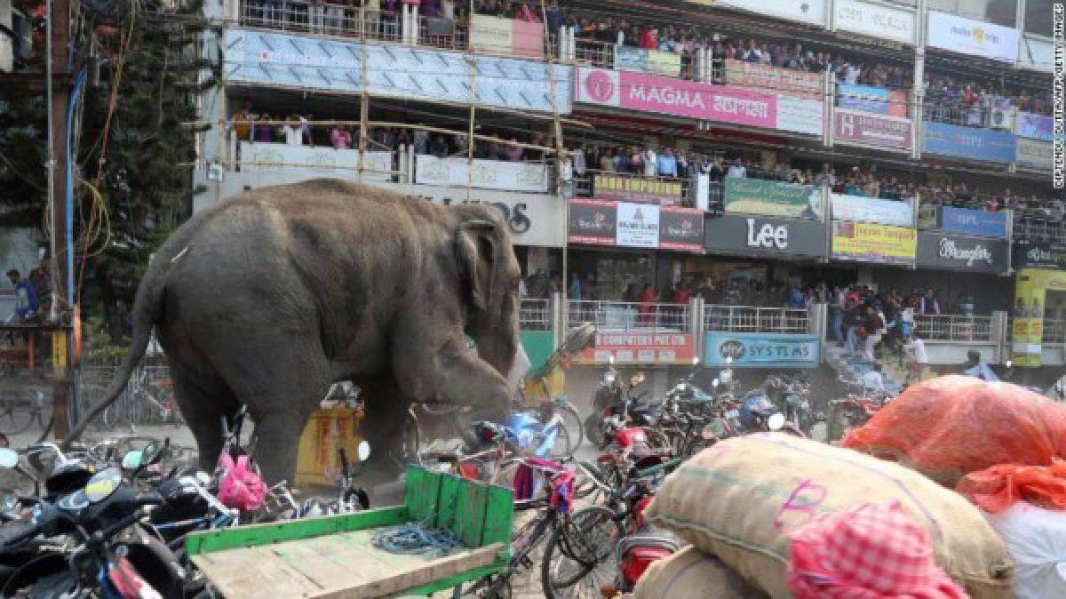 Elefante salvaje destruye pequeño pueblo de La India