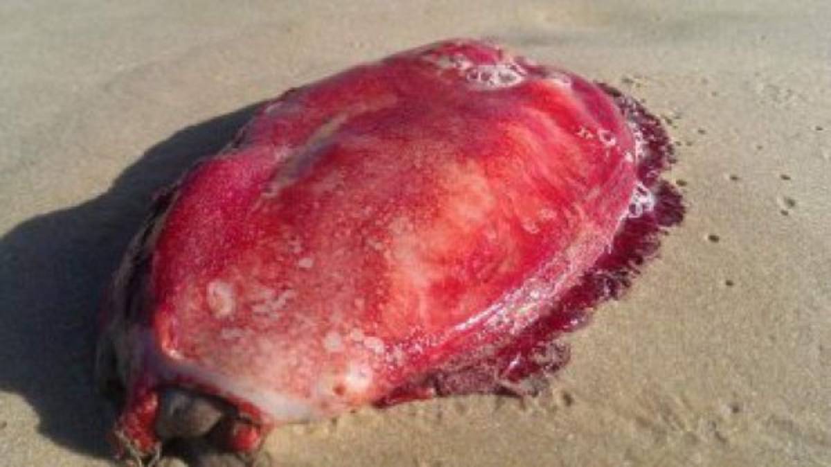 El misterioso monstruo marino que apareció en las playas australianas