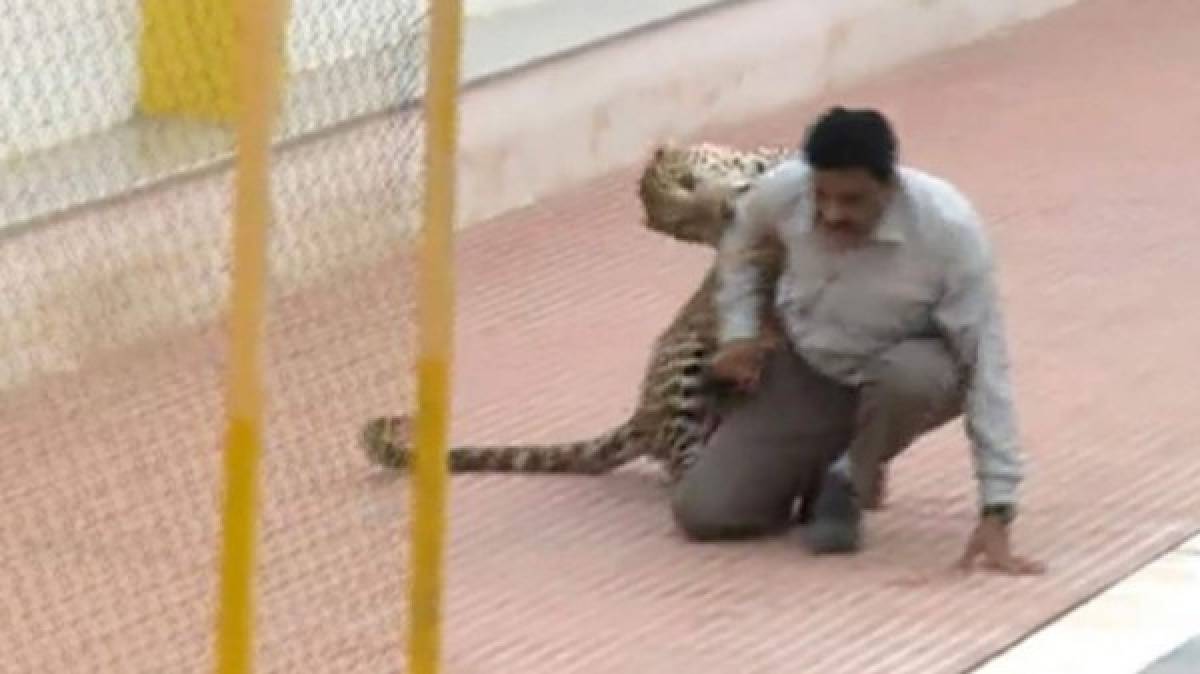 Un leopardo hiere a cinco personas tras entrar a una escuela en India