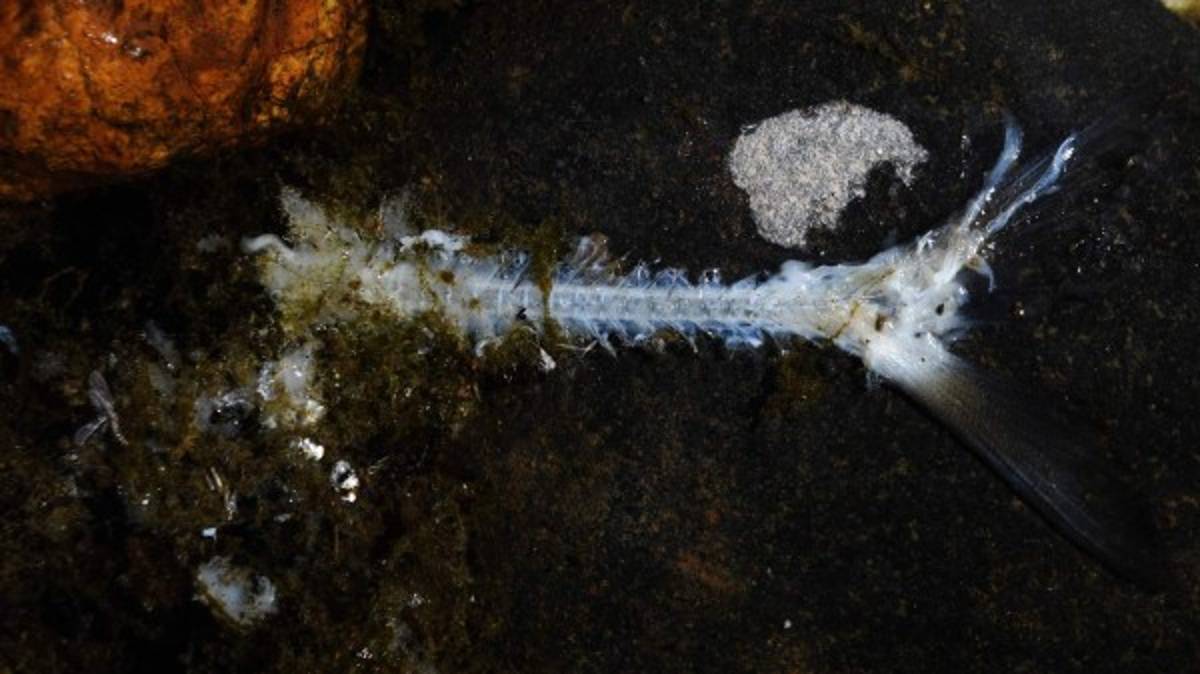 Mortandad de peces en el río Lempa en Honduras enciende alarmas en Centroamérica